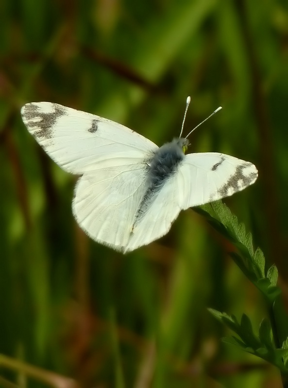 Euchloe sp da determinare